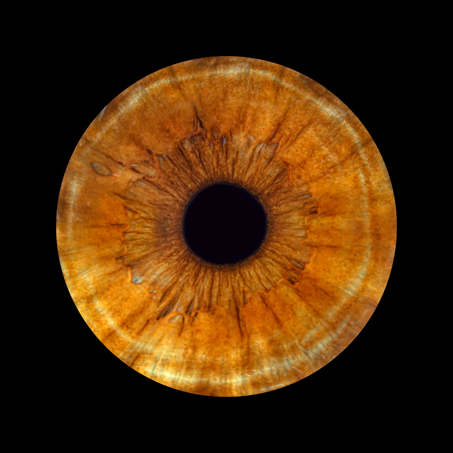 Zdjęcie z galerii: oko10