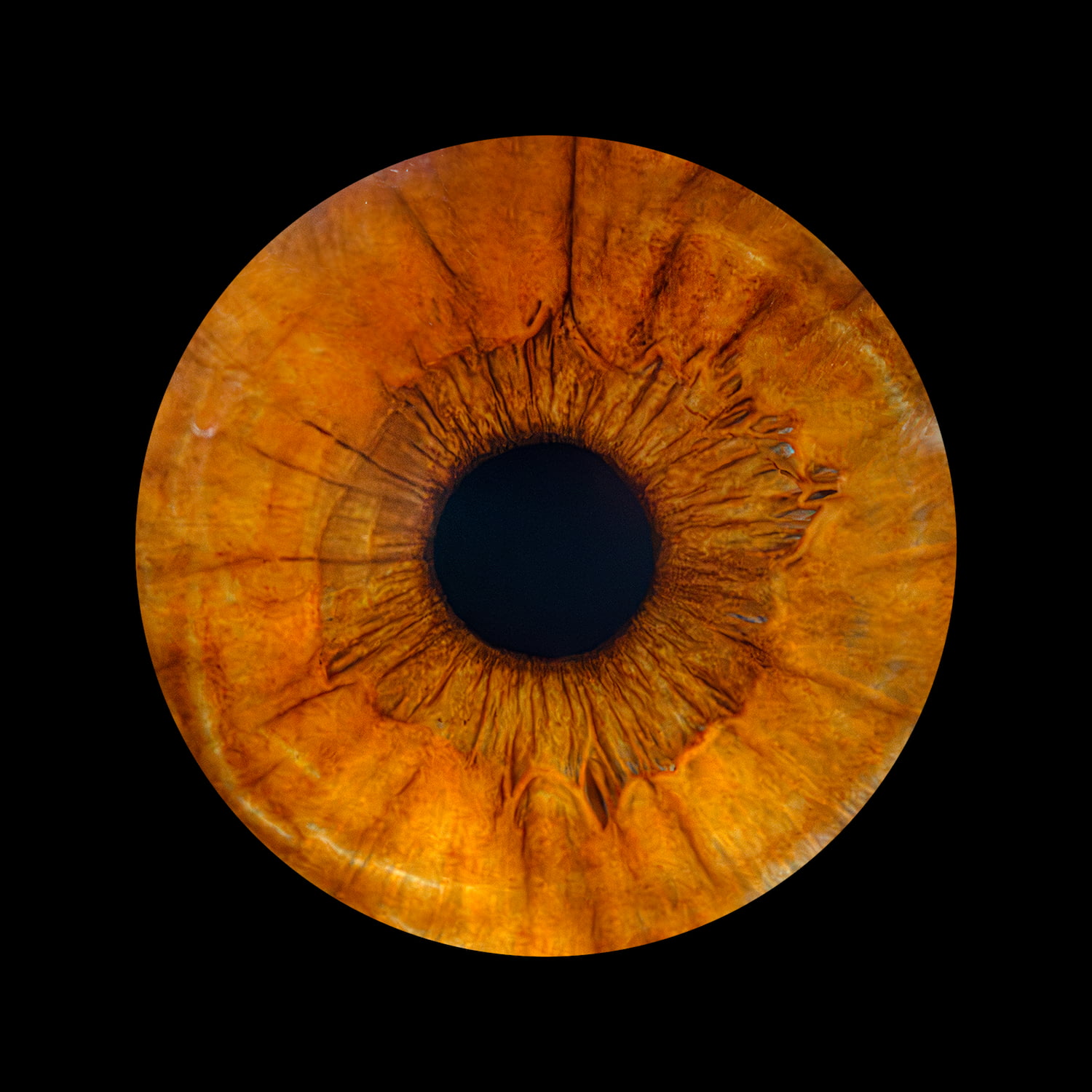 Zdjęcie z galerii: oko11